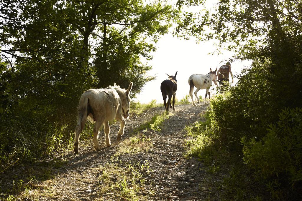 Agriturismo Ca' Del Ciuco Vezzano sul Crostolo Eksteriør billede